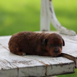 Bean - Merle female Whoodle puppy in West Bend, Iowa from Blue Skies Terriers