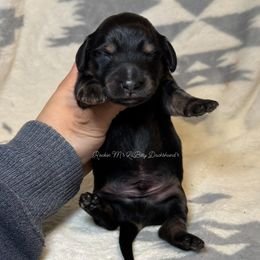 Jack - Black and cream male Dachshund puppy in Ceres, California from Rockin' M’s LilBitty Dachshunds (LBD)