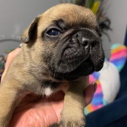 French Bulldog Puppies from Frenchie of New York