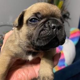 French Bulldog Puppies from Frenchie of New York