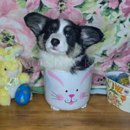 Cardigan Welsh Corgi puppies from Savages Low riders