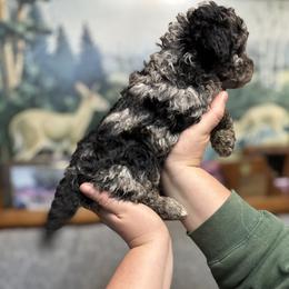 Rhea - Blue merle female Aussiedoodle puppy in Hopkins, Missouri from Mowry Creek Mini Aussiedoodles and More