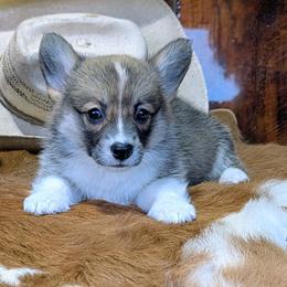 Laura Ingalls Wilder - Sable and white female American Corgi puppy in Paden, Oklahoma from Sunray Ranch