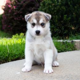 Lurien - Gray and white male Siberian Husky puppy in Greenville, North Carolina from Ivie Huskies