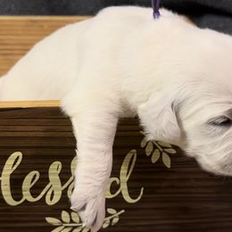 Girl 5 - Golden Retriever puppy from Farley Goldens