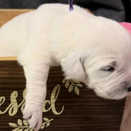 Girl 5 - Golden Retriever puppy from Farley Goldens