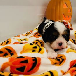 Cavalier King Charles Spaniel Puppies from Ridgefield Cavaliers