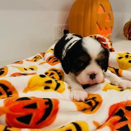 Cavalier King Charles Spaniel Puppies from Ridgefield Cavaliers