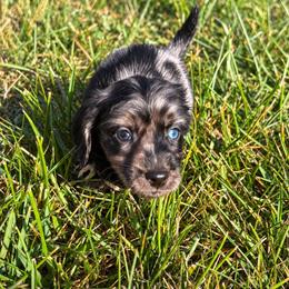 Walker - Dapple male Dachshund puppy in Cottage Grove, Oregon from Freckled Roots Farm Dachshunds