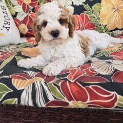Rolo - Blenheim male Cavapoo puppy in Fordland, Missouri from K&K's Puppy Kingdom