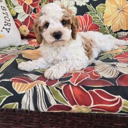 Rolo - Blenheim male Cavapoo puppy in Fordland, Missouri from K&K's Puppy Kingdom