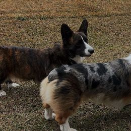 American Corgis from Southern Corgi Pack