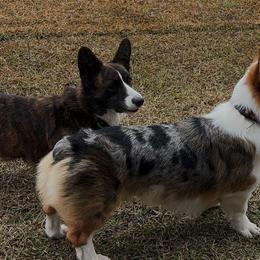 American Corgis from Southern Corgi Pack