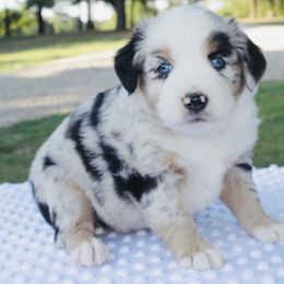 Starburst - Blue merle Miniature Australian Shepherd puppy in Paris, Texas from Kuttin’ Up Mini Aussies