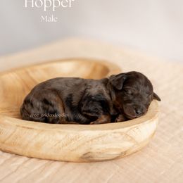 Hopper - Merle Goldendoodle puppy in Lusby, Maryland from C&C Goldendoodles