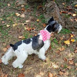 Miniature Schnauzer All Grown Up from Northeast Texas miniature schnauzers