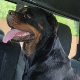 Tiffany - Rottweiler