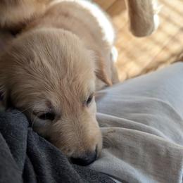 Lilac - Golden female Golden Retriever puppy in San Tan Valley, Arizona from Top Gun Golden Retrievers