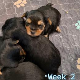 Yorkshire Terrier Puppies from Grand 7 Kennelz
