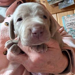 Bon jovi - Silver gray male Weimaraner puppy in Evart, Michigan from Drehbar Weimaraners