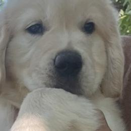 Golden Retrievers from Storm Mountain Goldens