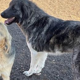 Dustie - Anatolian Shepherd Dog
