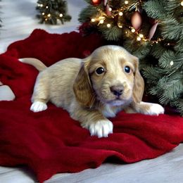 Goldie - Cream female Dachshund puppy in Lakeland, Florida from Elite Doxies Florida