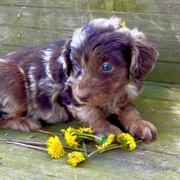 Little Yellow Girl - Red merle female Aussiedoodle puppy in Burkesville, Kentucky from Bline’s Awesome Aussies & Doxies at the Bline Family Farm