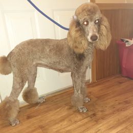 Teeter - Poodle