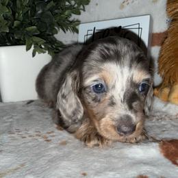 Bobby-AKC - Blue and tan male Dachshund puppy in Gerber, California from Red Dirt Doxies