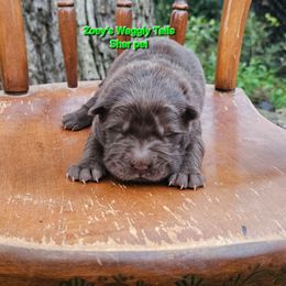 Lucas - Brown male Chinese Shar-Pei puppy in Minden, Louisiana from Zoey's Waggly Tails