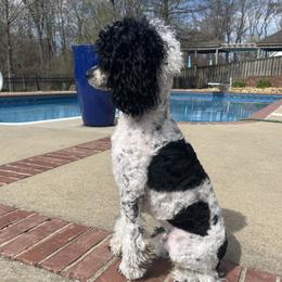 Journey - Poodle