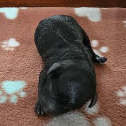 Girl 1 - Black female Poodle puppy in Casselberry, Florida from McIntosh Toy Poodles