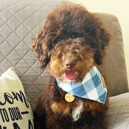 Aussiedoodles, Bernedoodles, and Golden Aussiedoodles from Shockley’s Elite Doodles