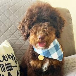 Aussiedoodles, Bernedoodles, and Golden Aussiedoodles from Shockley’s Elite Doodles