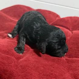 Licorice - Black male Cavapoo puppy in Spokane, Washington from PJE Cavs and Poos