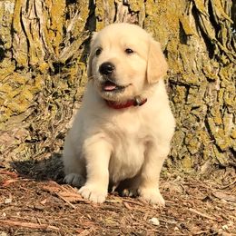 Moose (Red) - Light golden male Golden Retriever puppy in Webster City, Iowa from Whispering Pines Precious Puppies