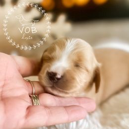 Sugar Plum - Red female Dachshund puppy in Sioux Rapids, Iowa from VOB Doxie