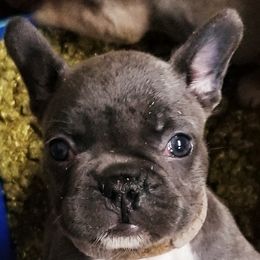 French Bulldog Puppies from Frog City Frenchies