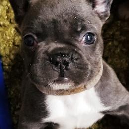 French Bulldog Puppies from Frog City Frenchies
