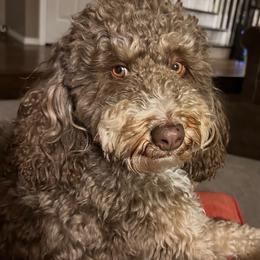 Hank - Bernedoodle