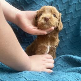 Australian Labradoodle Puppies from Salona- Australian Labradoodles of North America