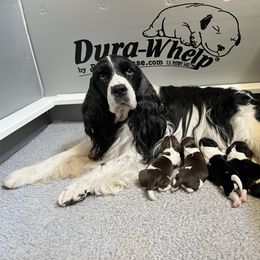 English Springer Spaniel puppies from Starlet Springers