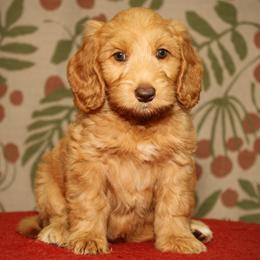 Cerelia - Caramel red female Australian Labradoodle puppy in Stanwood, Washington from Victoria Creek Australian Labradoodles
