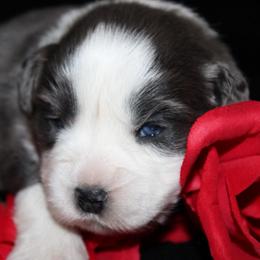 Bailey - Dilute blue female Australian Shepherd puppy in Colorado Springs, Colorado from Rocky Mountain Aussies