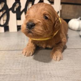Oliver Yellow collar - Red  male Goldendoodle puppy in Atco, New Jersey from Flannery’s lucky puppies 🍀