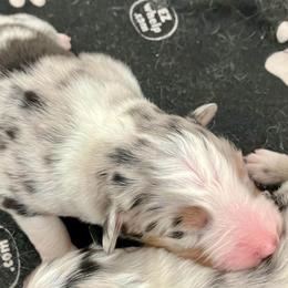 Blue merle 1 - Blue merle male Australian Shepherd puppy in Cotati, California from Tried and True Aussies