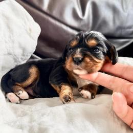 Maple Mochi - Black and tan female Cavalier King Charles Spaniel puppy in De Soto, Missouri from Blooming Cavaliers