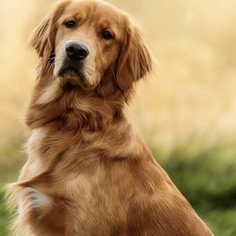 Link - Golden Retriever