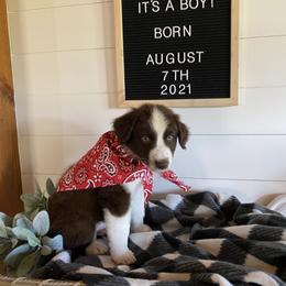 Australian Shepherd Puppies from Ozark Mountain Aussies